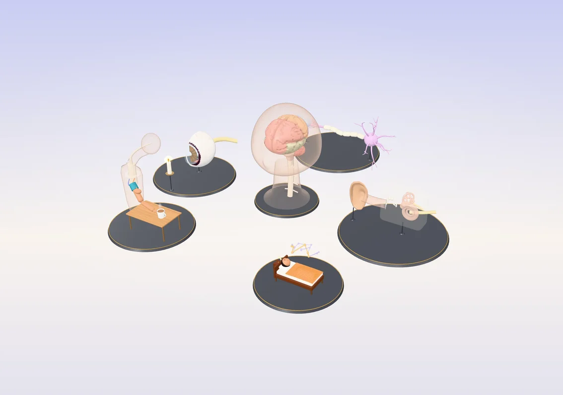 Brain & senses as a 3D model you can pull apart