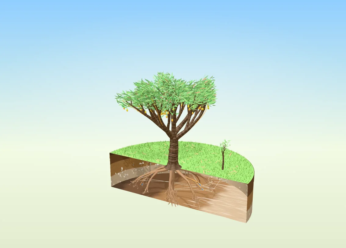 Mango tree as a 3D model you can pull apart